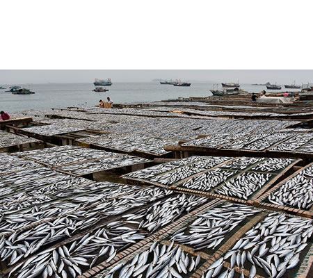 Pesca indiscriminada